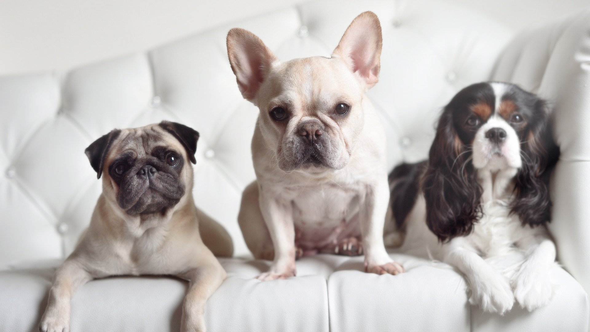 五大联赛头条：最新积分榜动态与形势分析，五大联赛积分规则