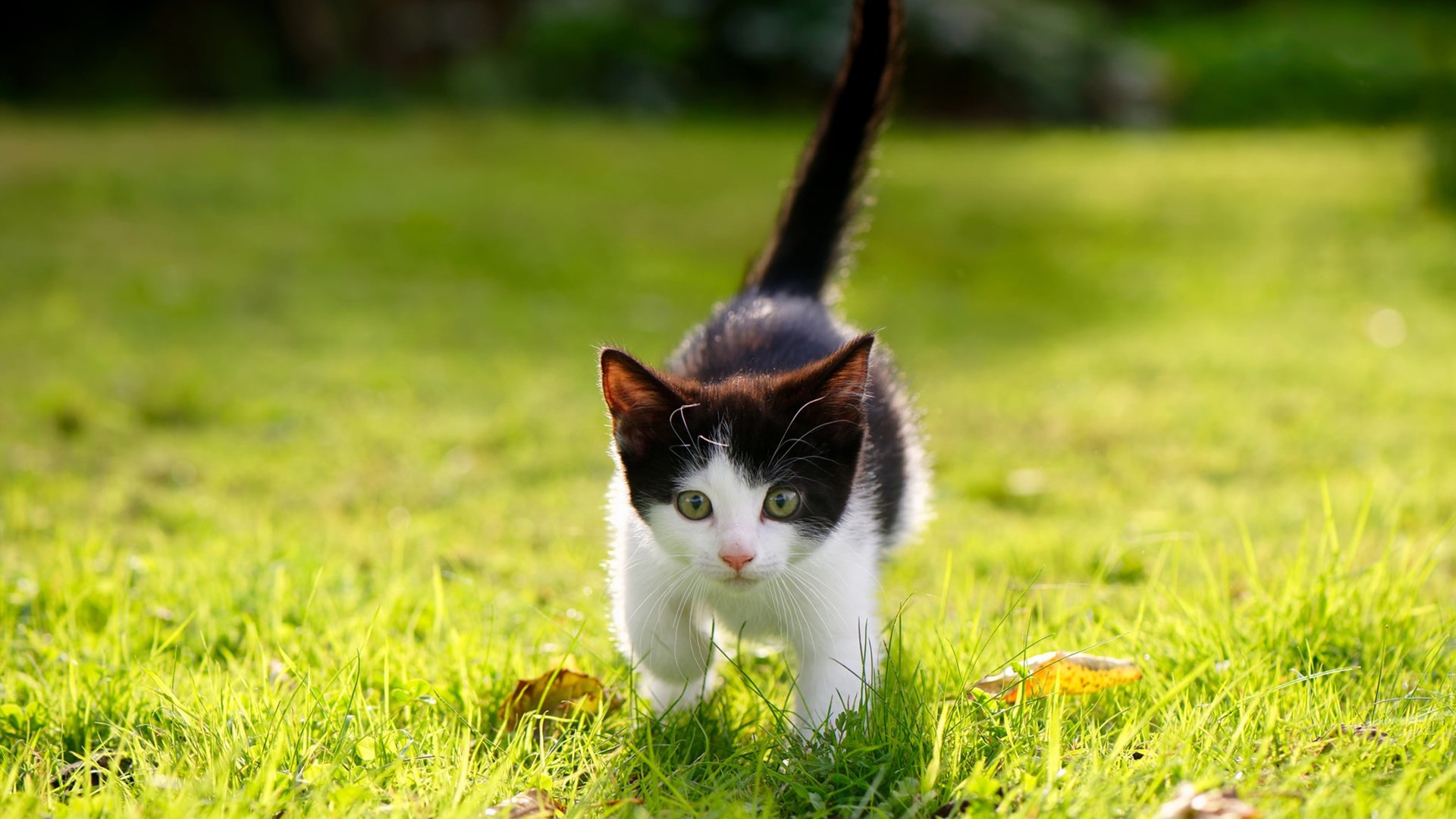 “高新区全民健身馆:短柄墙球选手智慧与体力的双重决斗,见证全新竞技风采”