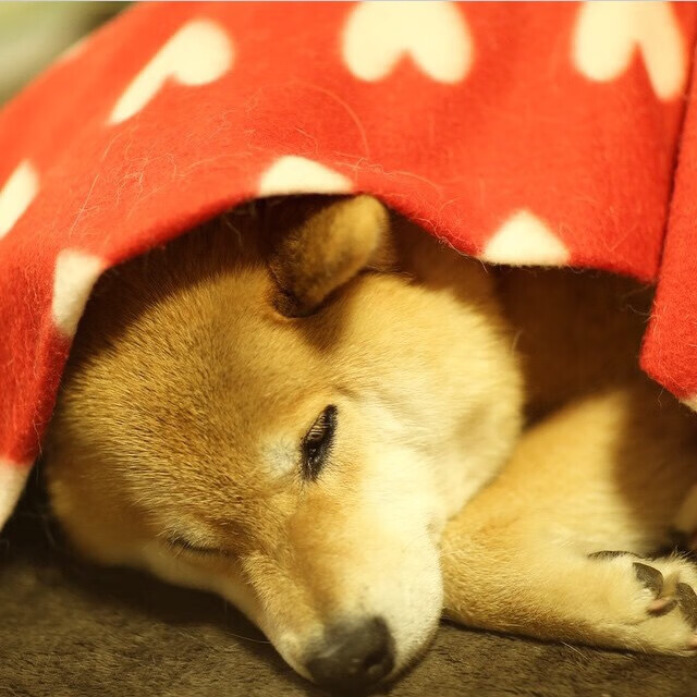 Milan Sports-新疆男篮注重伤病预防确保阵容完整性，新疆男篮最新