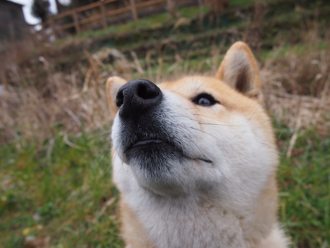 瑞典乒乓战术：如何用细腻技术击败对手，瑞典乒乓球巅峰时期