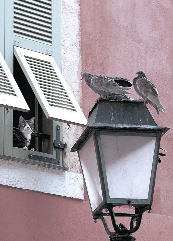 米兰登录入口-“马丁·高尔西的战术创新，助阿根廷美洲狮队稳步提升竞争力”