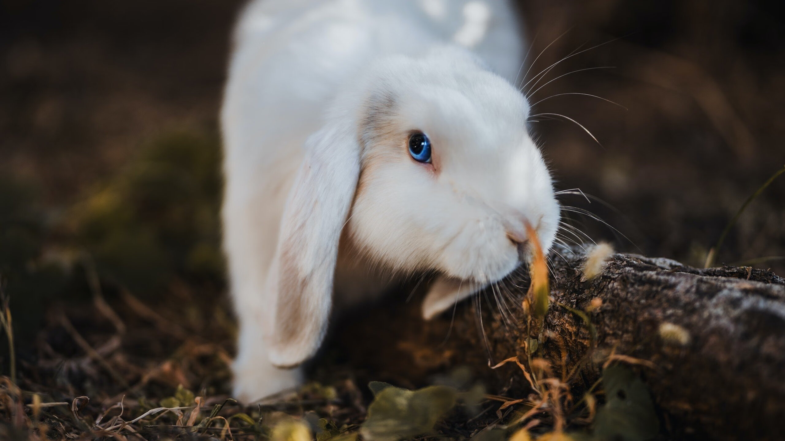 世界杯惊艳夜:精彩片段激动全场!,世界杯最精彩的一场比赛视频
