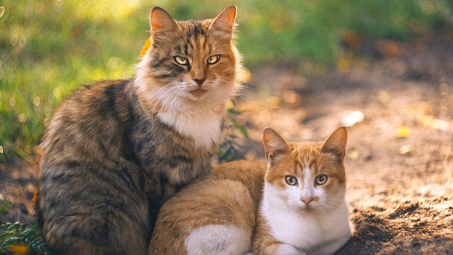 米兰体育APP-女子篮球推动家校沟通机制构建成长支持网络，家校篮球赛方案