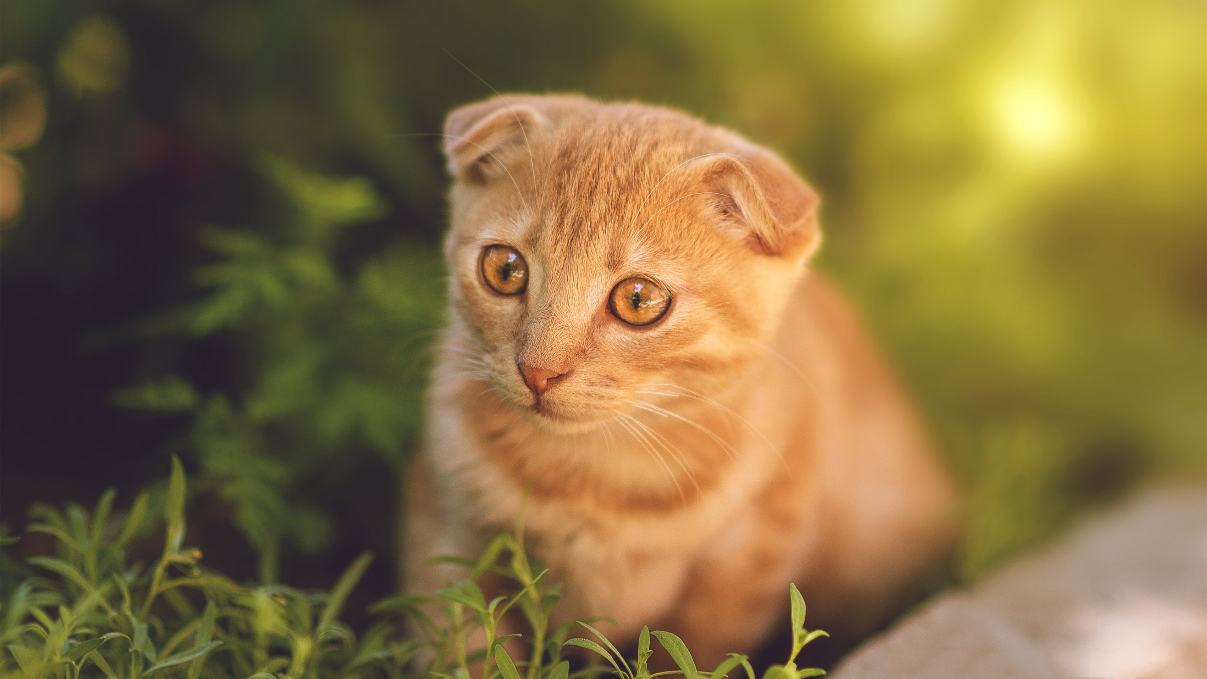 张伟丽签约新赞助商拓展个人品牌力，张伟丽 专访