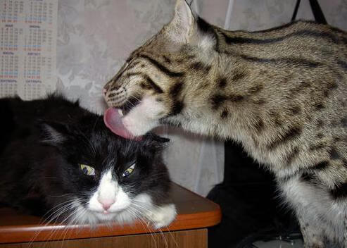 德式耐力风格 梅尔滕斯再受认可，德利斯·梅尔滕斯实况手游