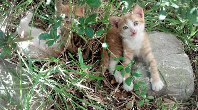 斯洛伐克女篮在欧洲预赛中表现抢眼，期待奥运献礼，斯洛伐克 欧预赛