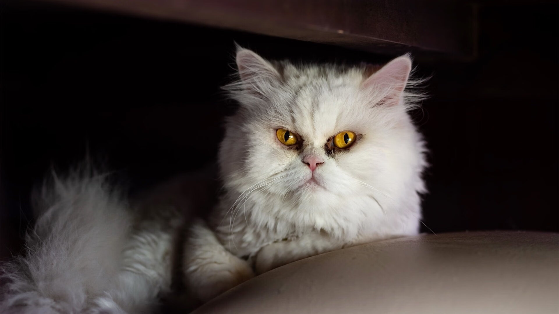 Milan Sports-李冰洁坚持到底 赢得观众尊敬，李冰洁夺冠评价