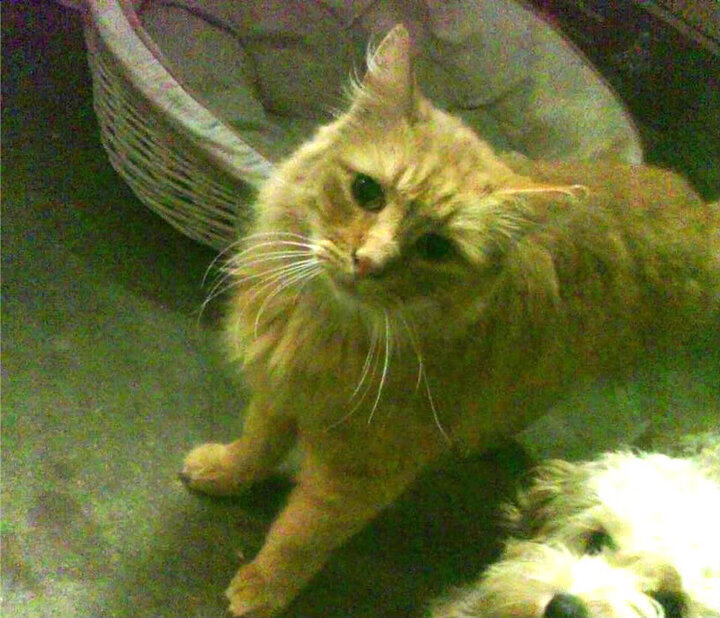 西甲的体育科技应用前沿，西甲sporting